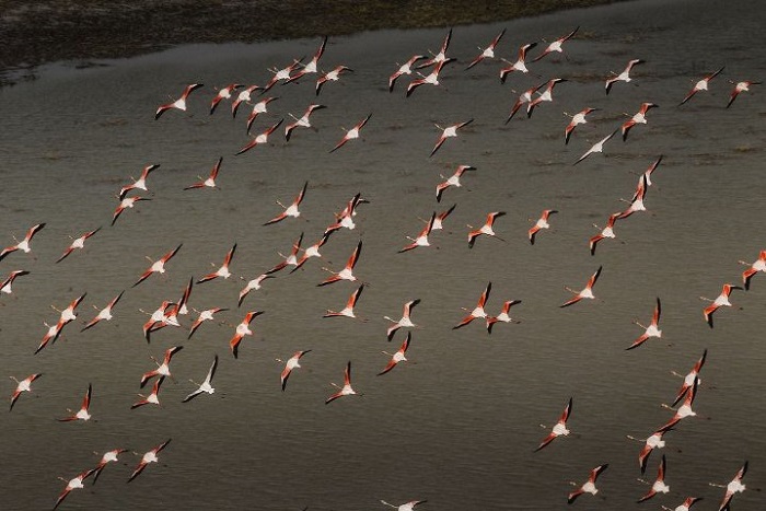 FLAMAND ROSES.jpg