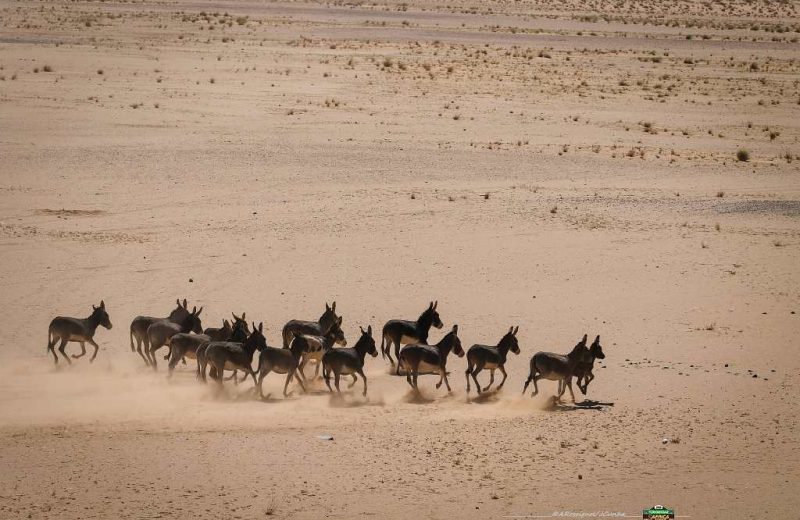 Africa Race 2019 – Stage #7 : Chami/Chami — 17