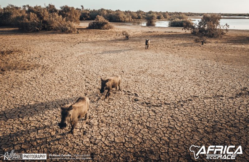 Africa Race 2019 – Stage #11 : Akjoujt/Saint Louis — 79