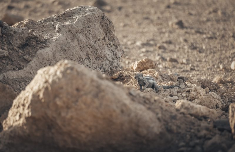 Africa Race 2022 – Etape N°4 : Assa / Remz El Quebir — 26